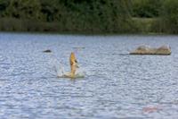 Cjp_2008_07_20_110325 (2).jpg